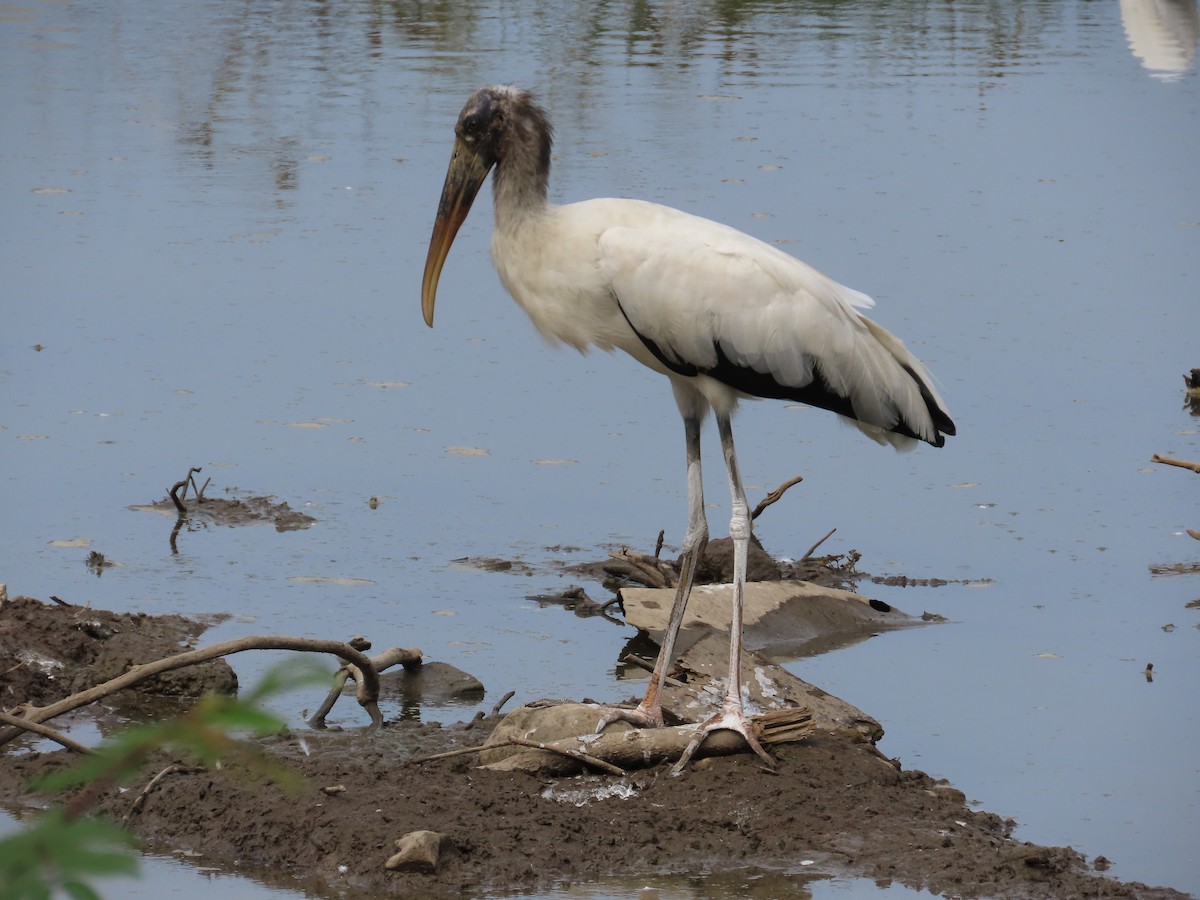 Wood Stork - ML646200128