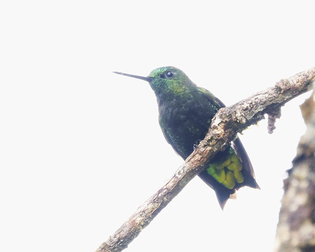Black-thighed Puffleg - ML646200137