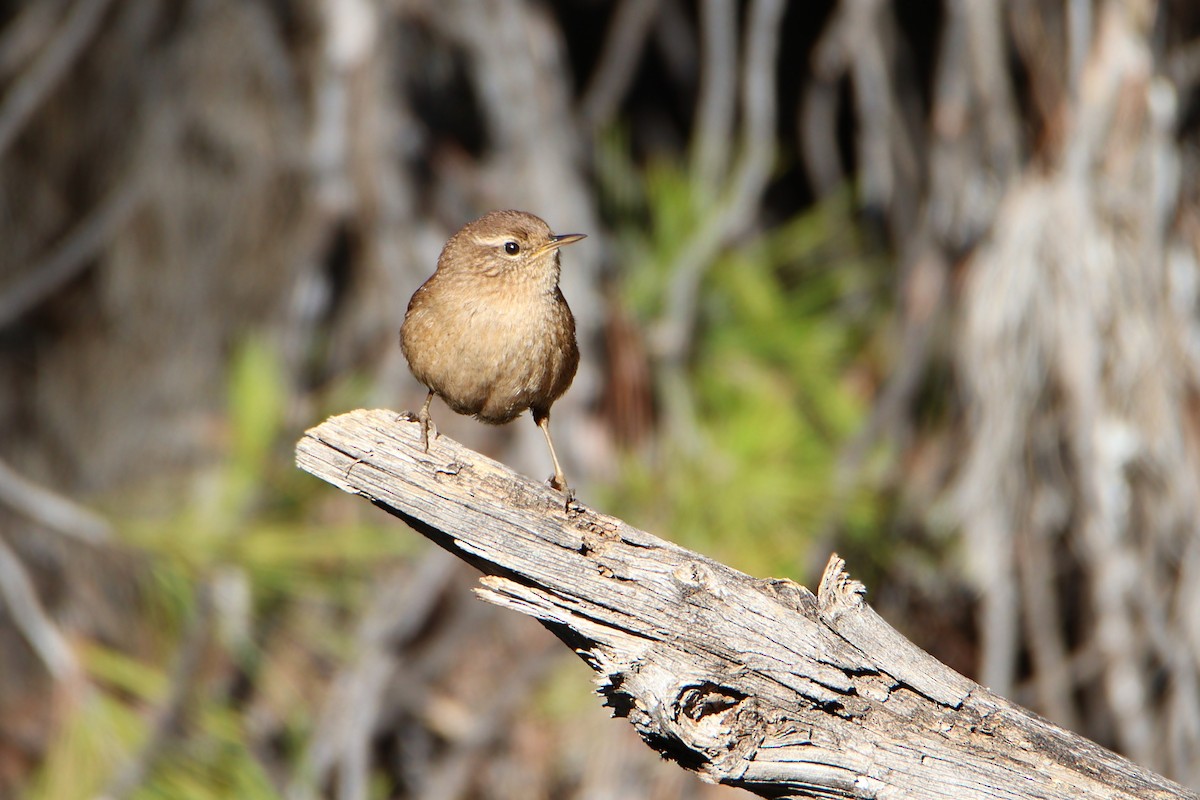 střízlík obecný - ML646200138