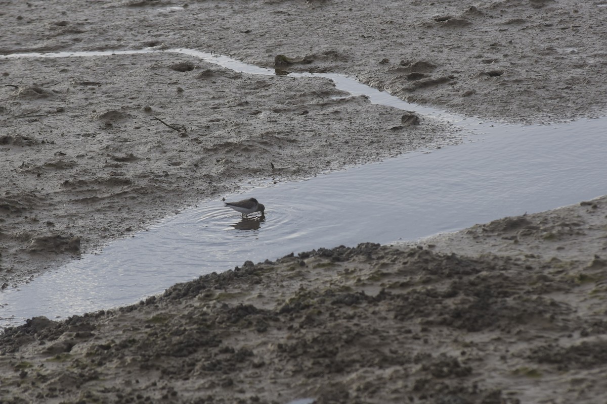 Dunlin - ML646200140
