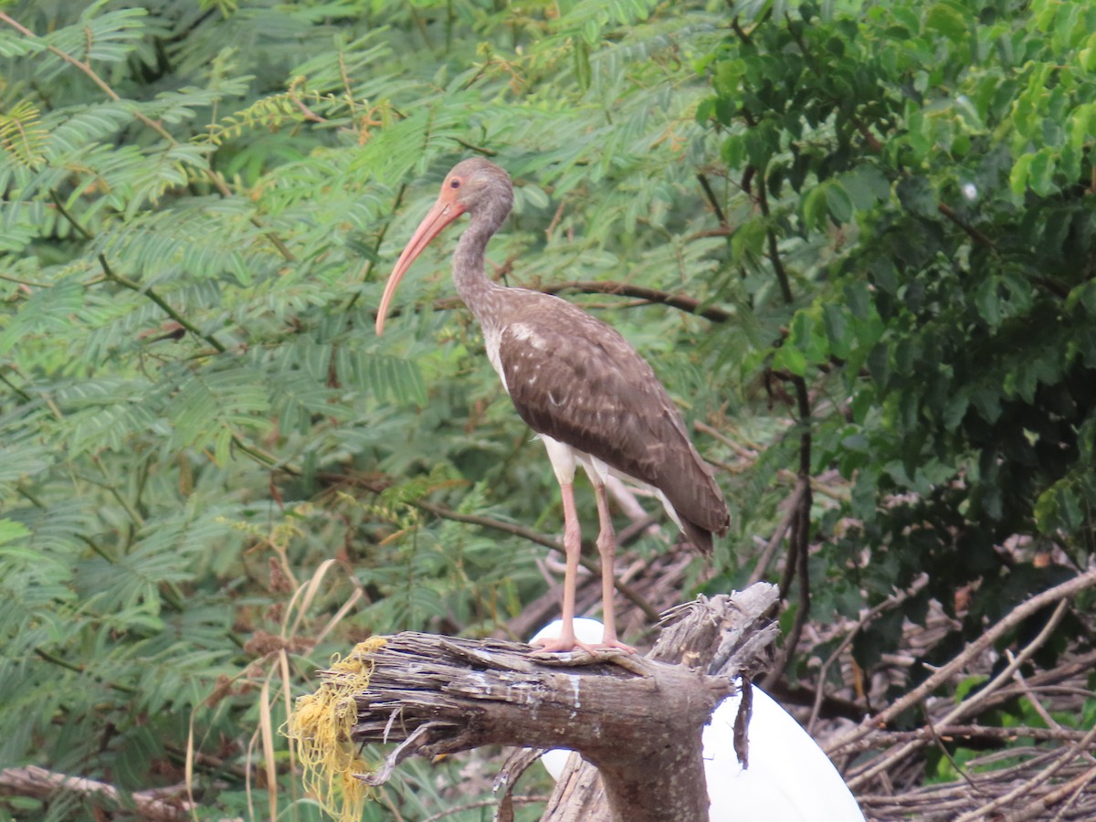 White Ibis - ML646200142