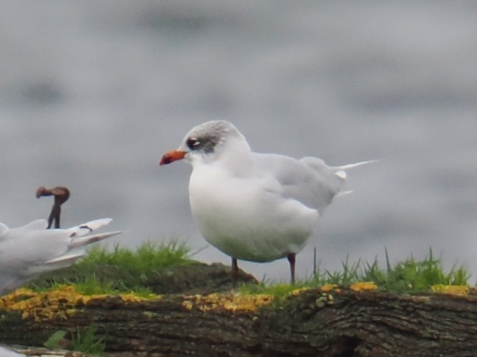 Mediterranean Gull - ML646200143