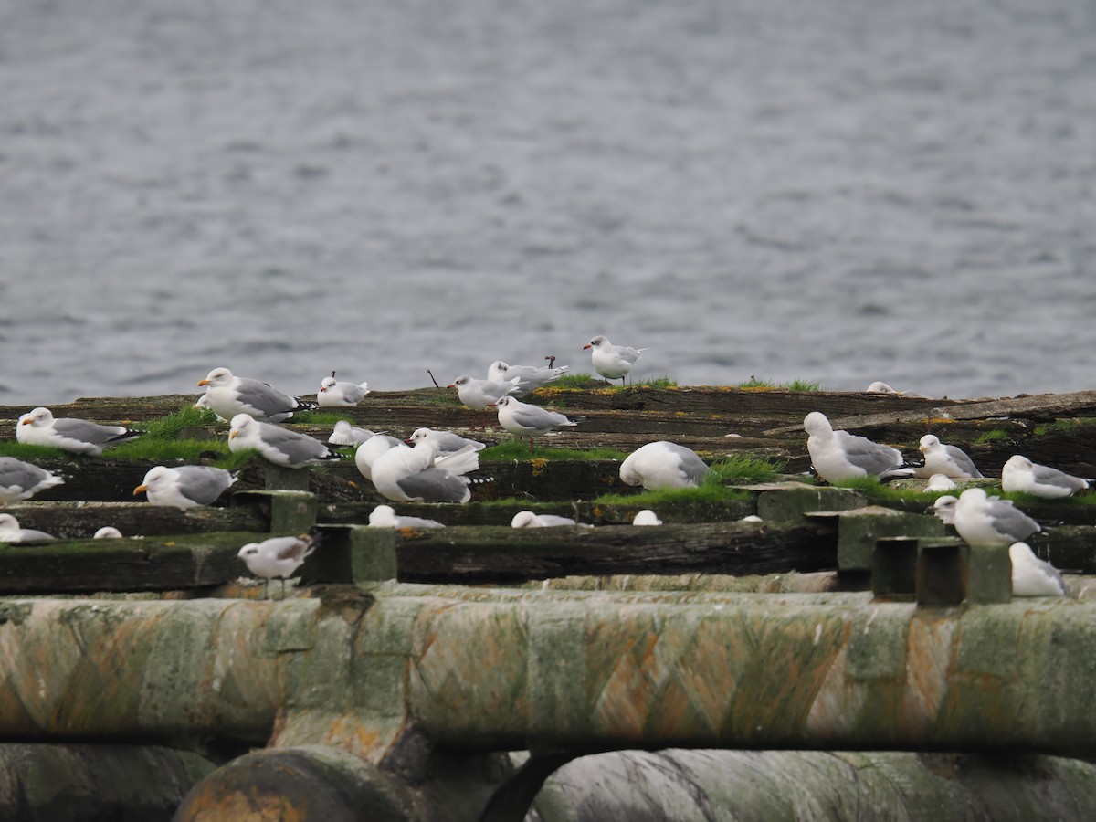 Mediterranean Gull - ML646200144