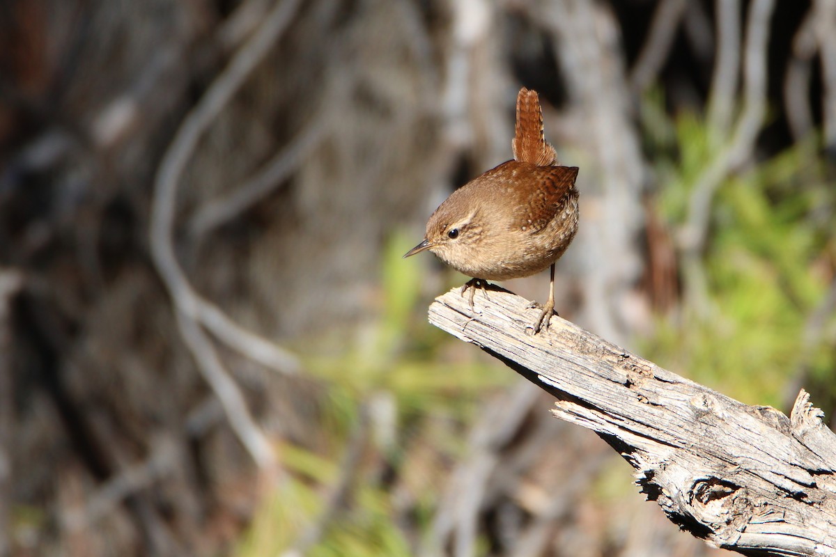 střízlík obecný - ML646200146