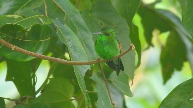 kolibřík páskoocasý - ML646200156