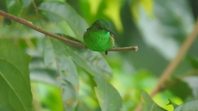 kolibřík páskoocasý - ML646200158