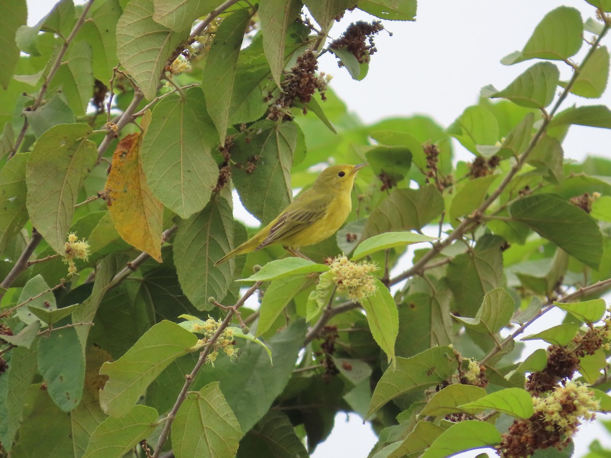 Takkeli Ötleğen - ML646200160