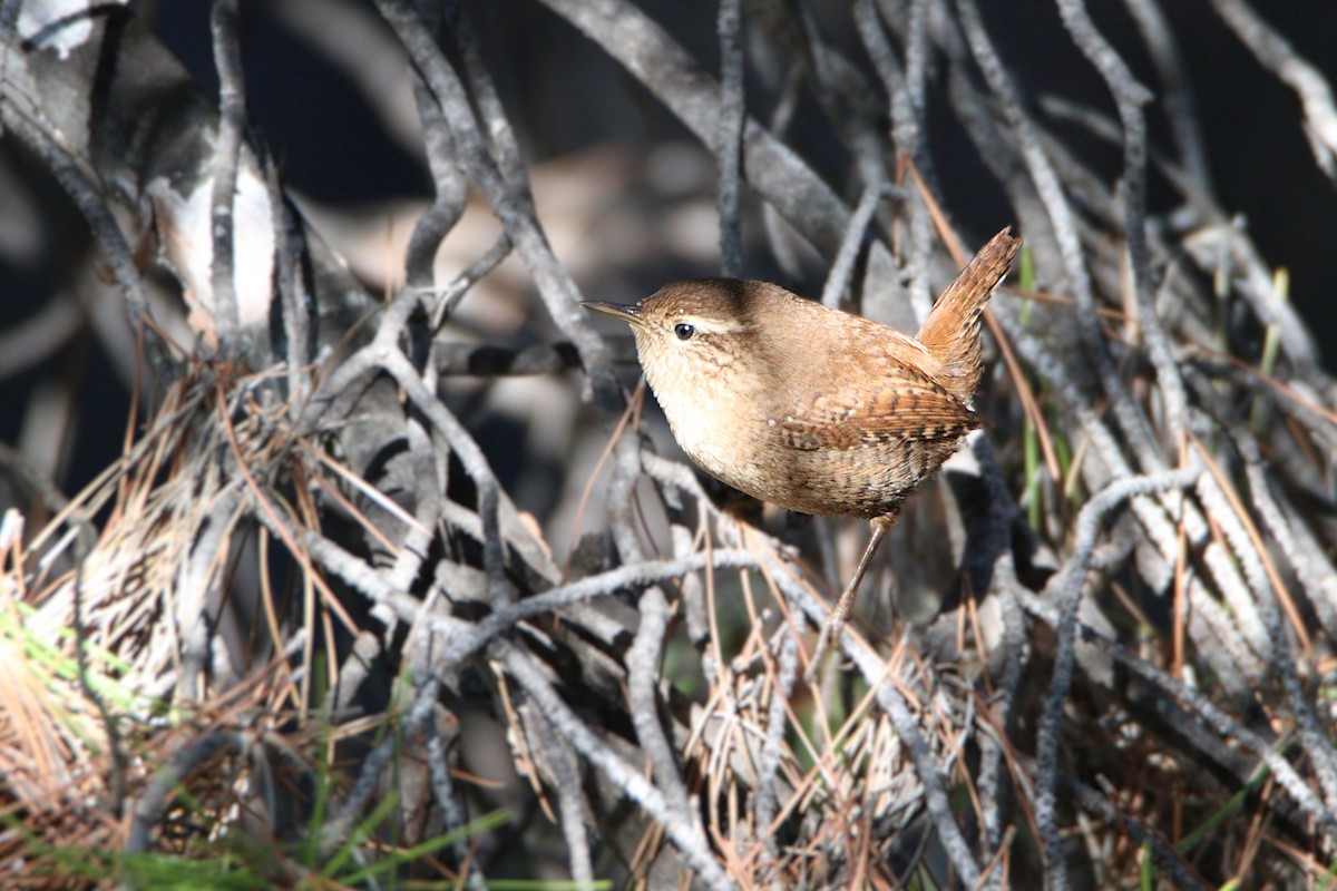 střízlík obecný - ML646200161