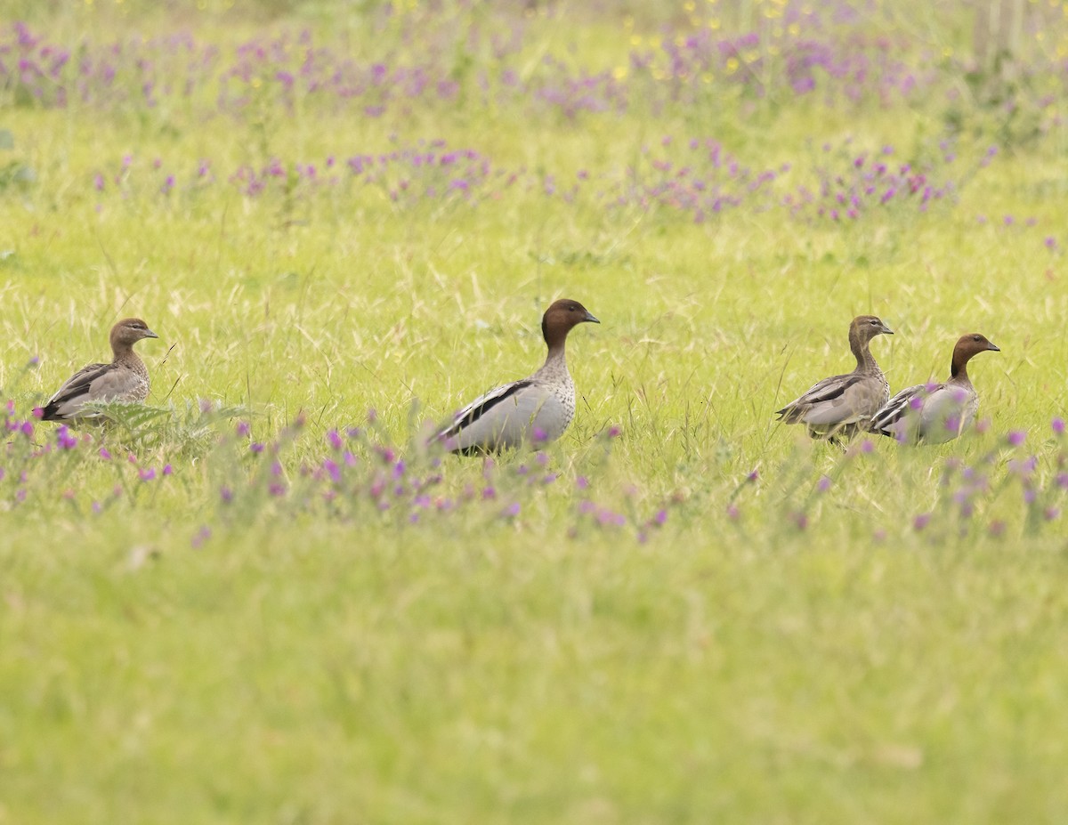 Maned Duck - ML646200164