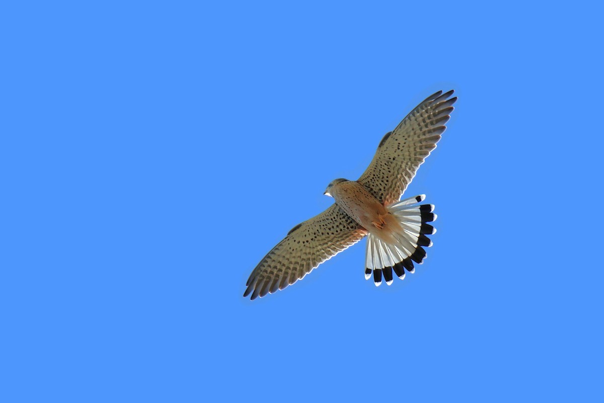 poštolka obecná - ML646200168