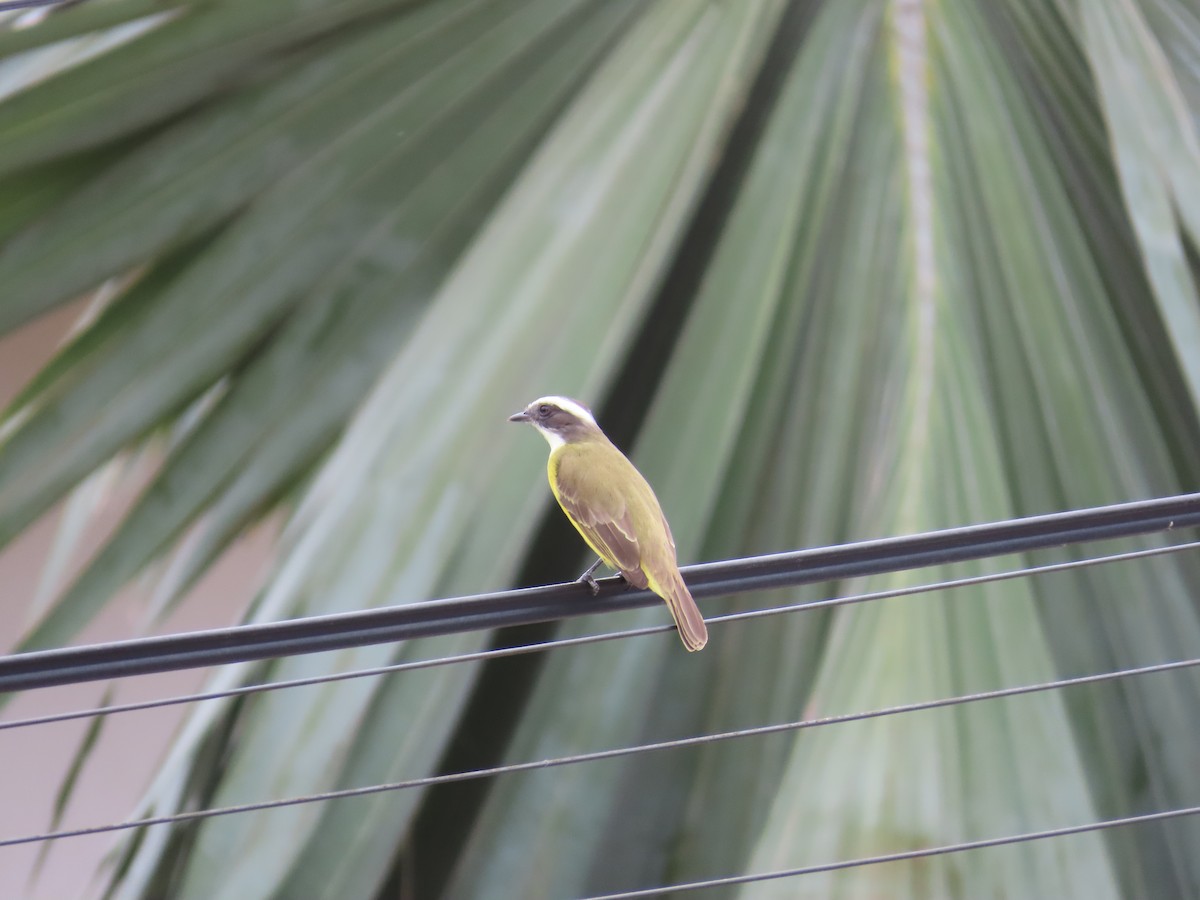 Tyran sociable - ML646200176