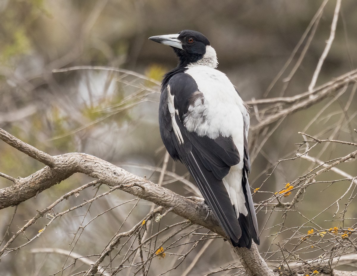 Australian Magpie - ML646200184