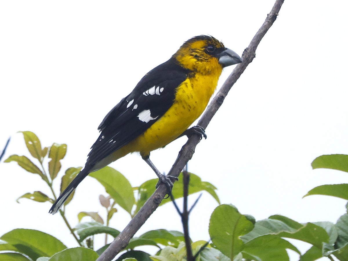 Black-backed Grosbeak (Yellow-throated) - ML646200189