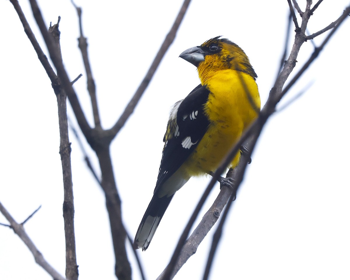 Black-backed Grosbeak (Yellow-throated) - ML646200190