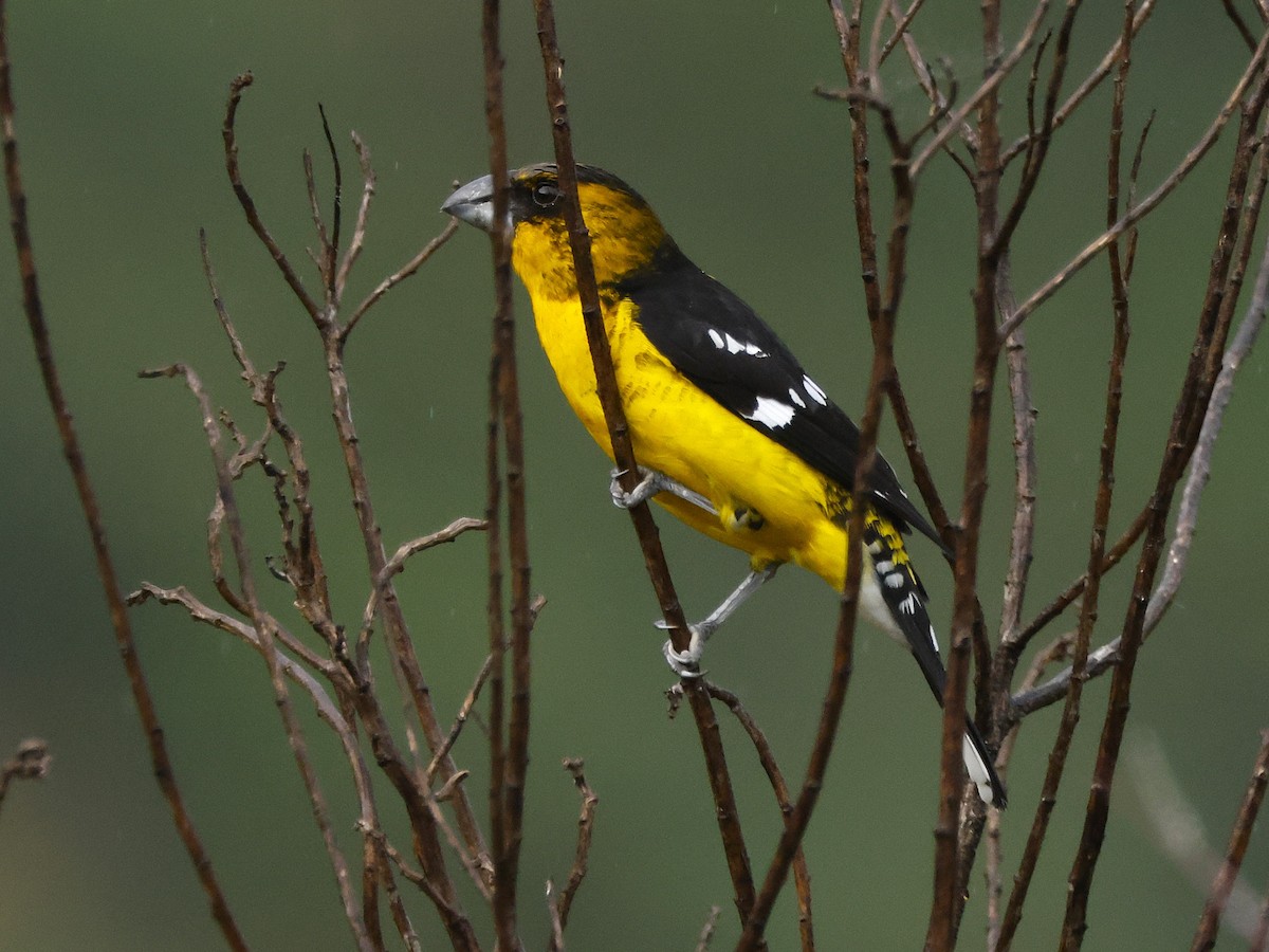 Black-backed Grosbeak (Yellow-throated) - ML646200191