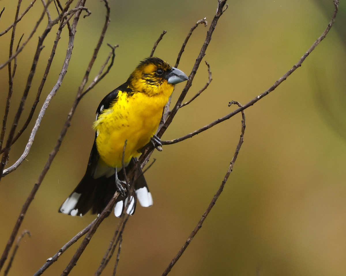 Black-backed Grosbeak (Yellow-throated) - ML646200192