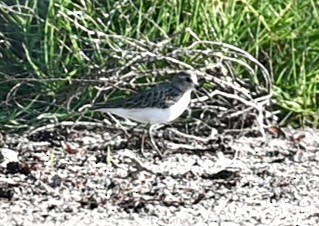 Побережник арктичний - ML646200199