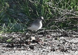 Побережник арктичний - ML646200200