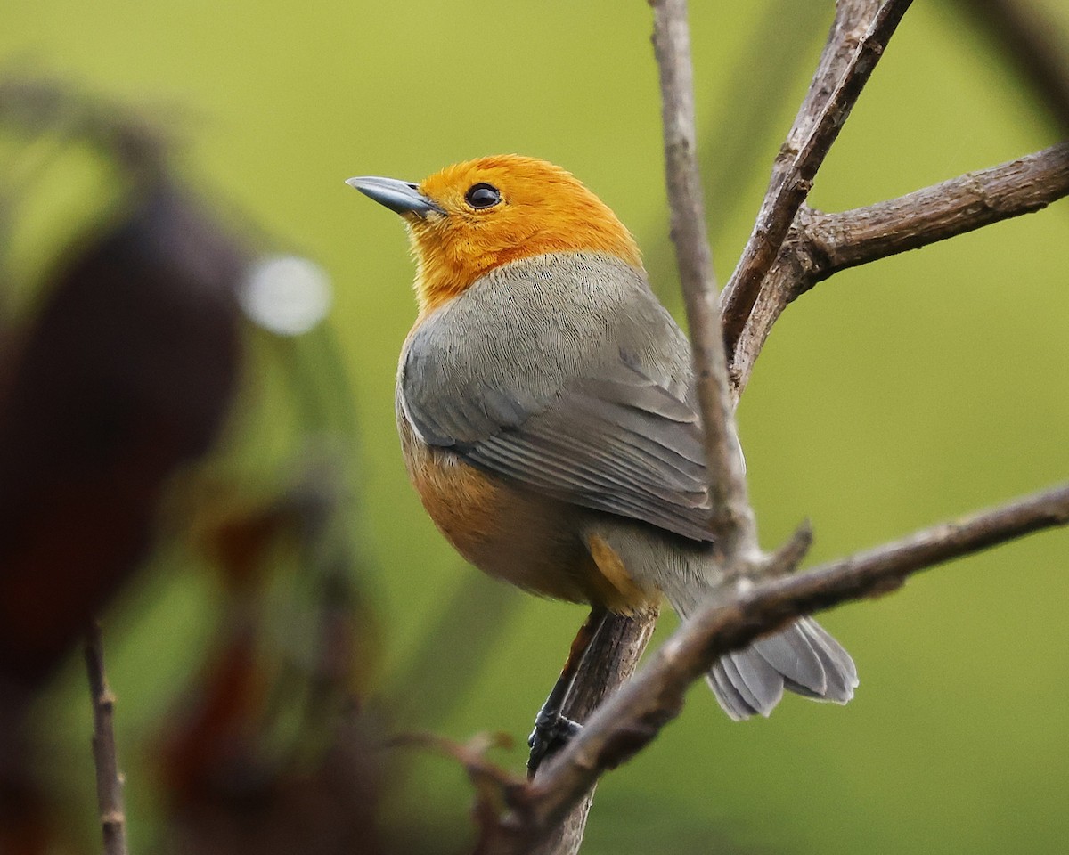 Rufous-chested Tanager - ML646200209