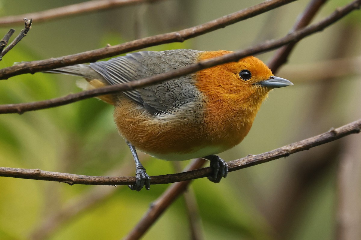 Rufous-chested Tanager - ML646200210