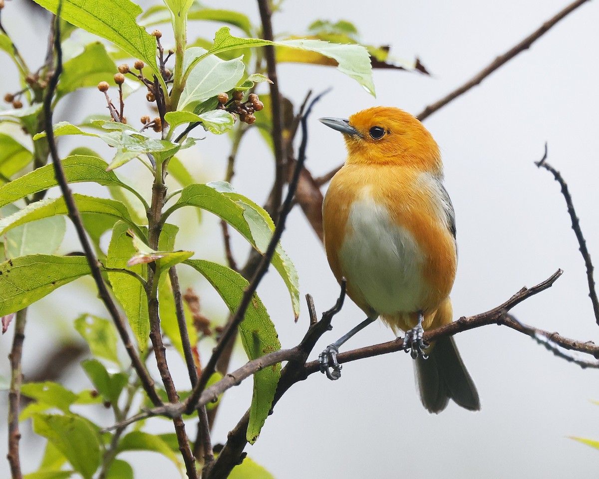 Rufous-chested Tanager - ML646200211