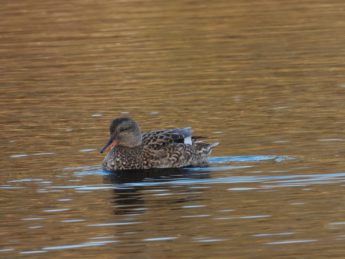 Ipar-ahatea - ML646200213