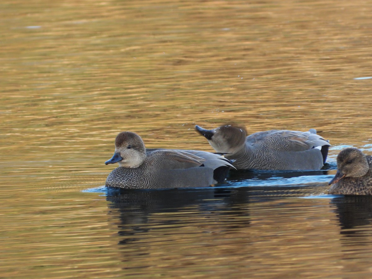 Ipar-ahatea - ML646200214