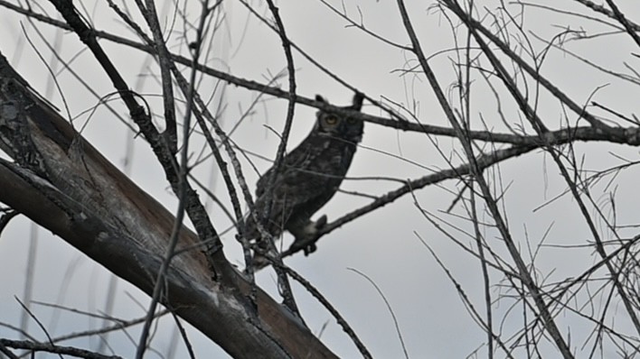 Great Horned Owl - ML646200216