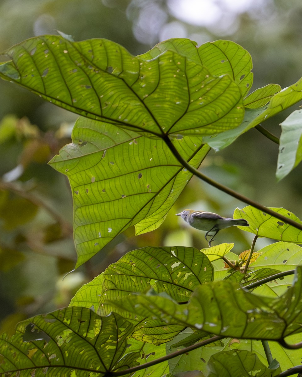 lesňáček rezavoboký - ML646200220