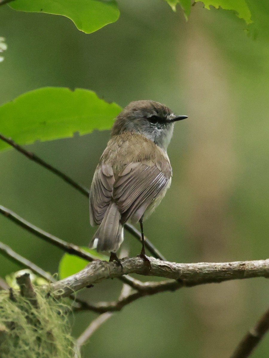 Brown Gerygone - ML646200226