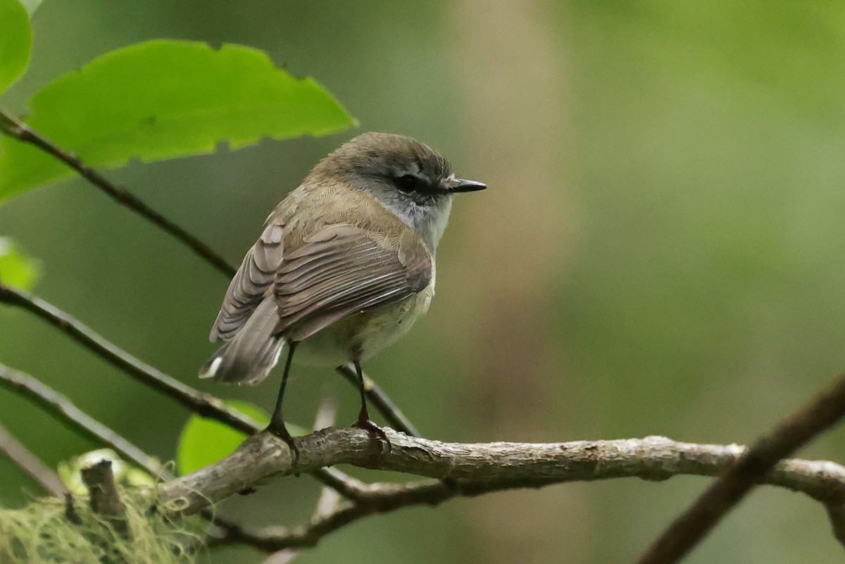 Brown Gerygone - ML646200227