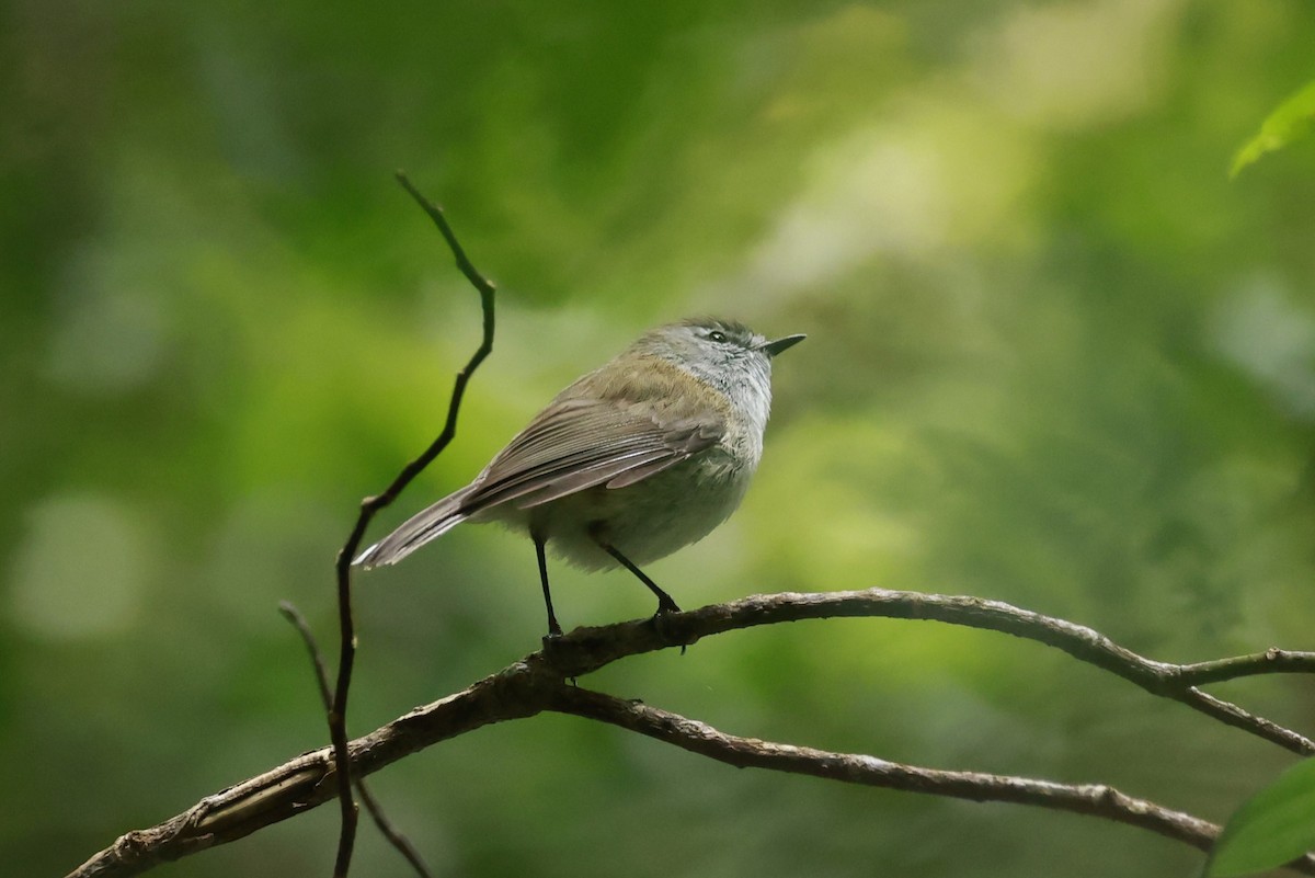 Brown Gerygone - ML646200228