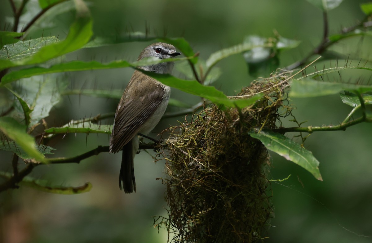 Brown Gerygone - ML646200230