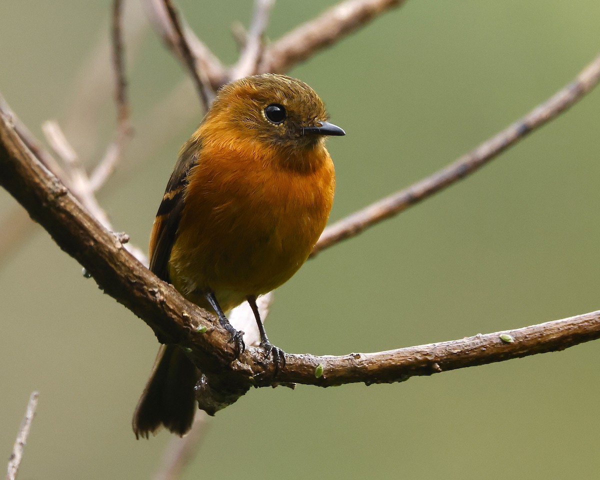Cinnamon Flycatcher - ML646200242