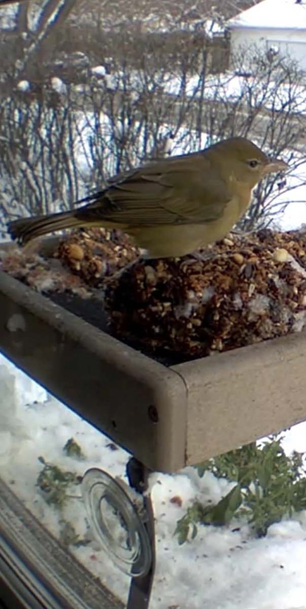 Summer Tanager - ML646200250