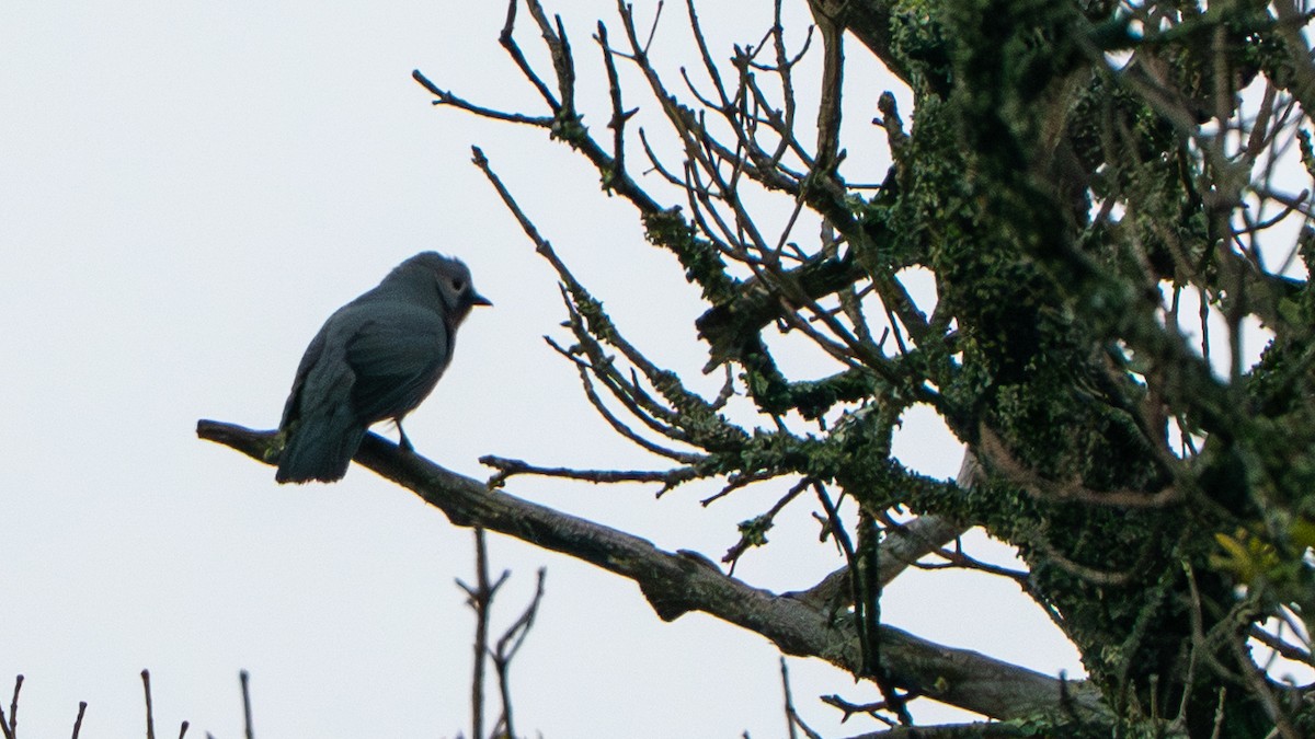 Gray Cuckooshrike - ML646200254