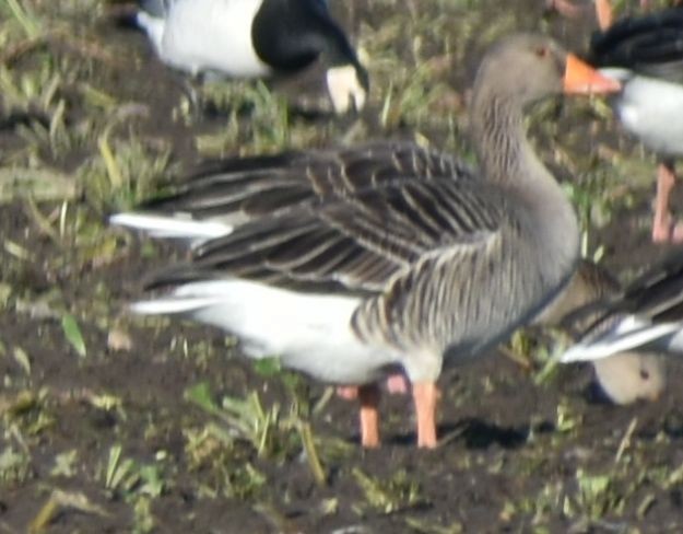 husa velká - ML646200261