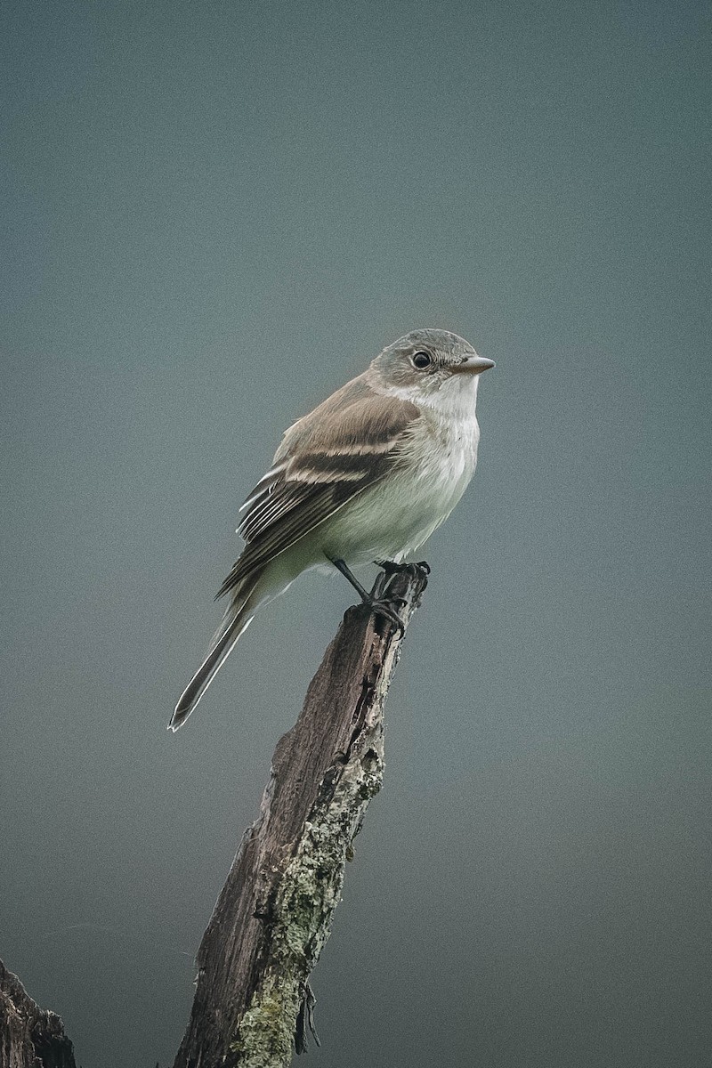 Willow Flycatcher - ML646200264