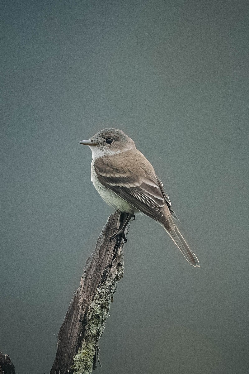Willow Flycatcher - ML646200265