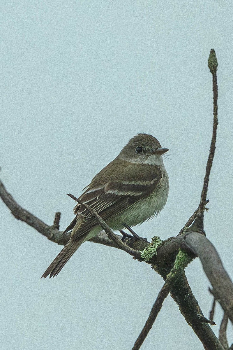 Willow Flycatcher - ML646200266