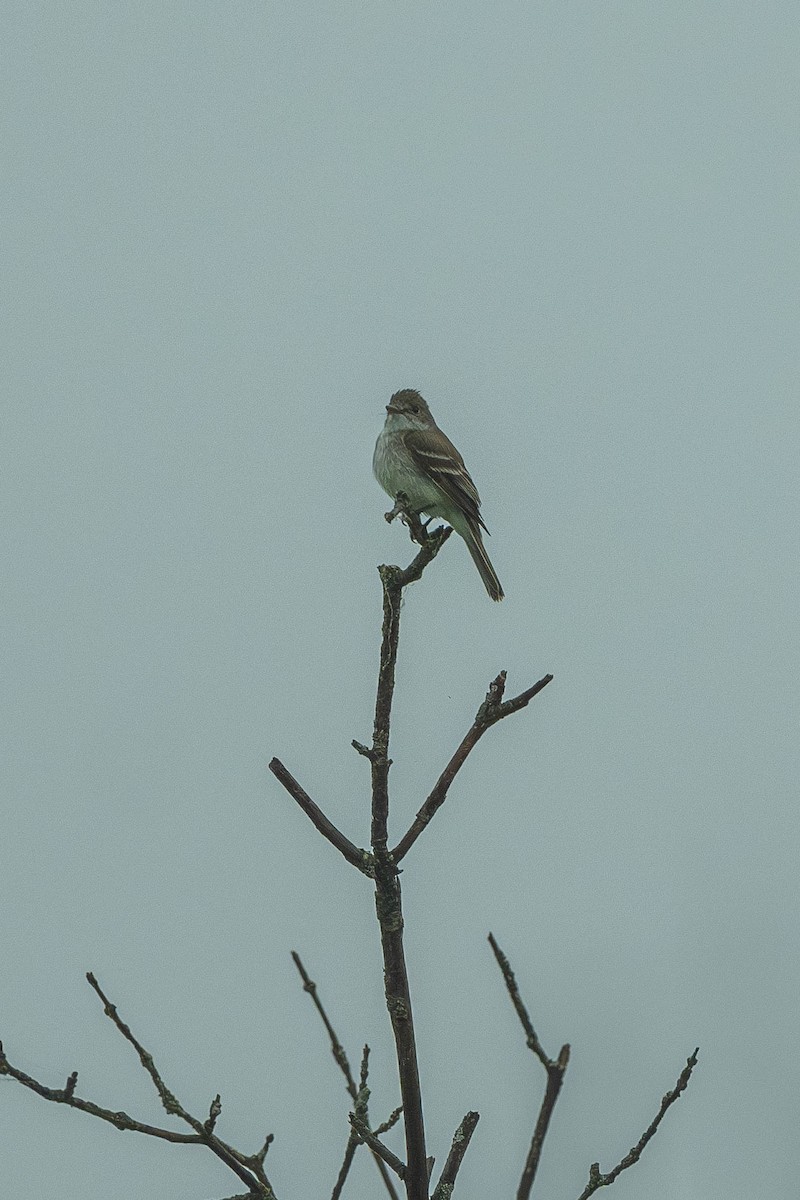 Willow Flycatcher - ML646200267