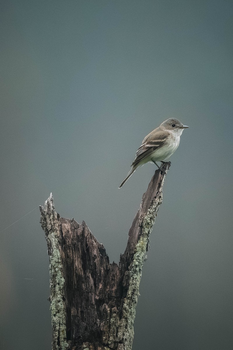 Willow Flycatcher - ML646200268