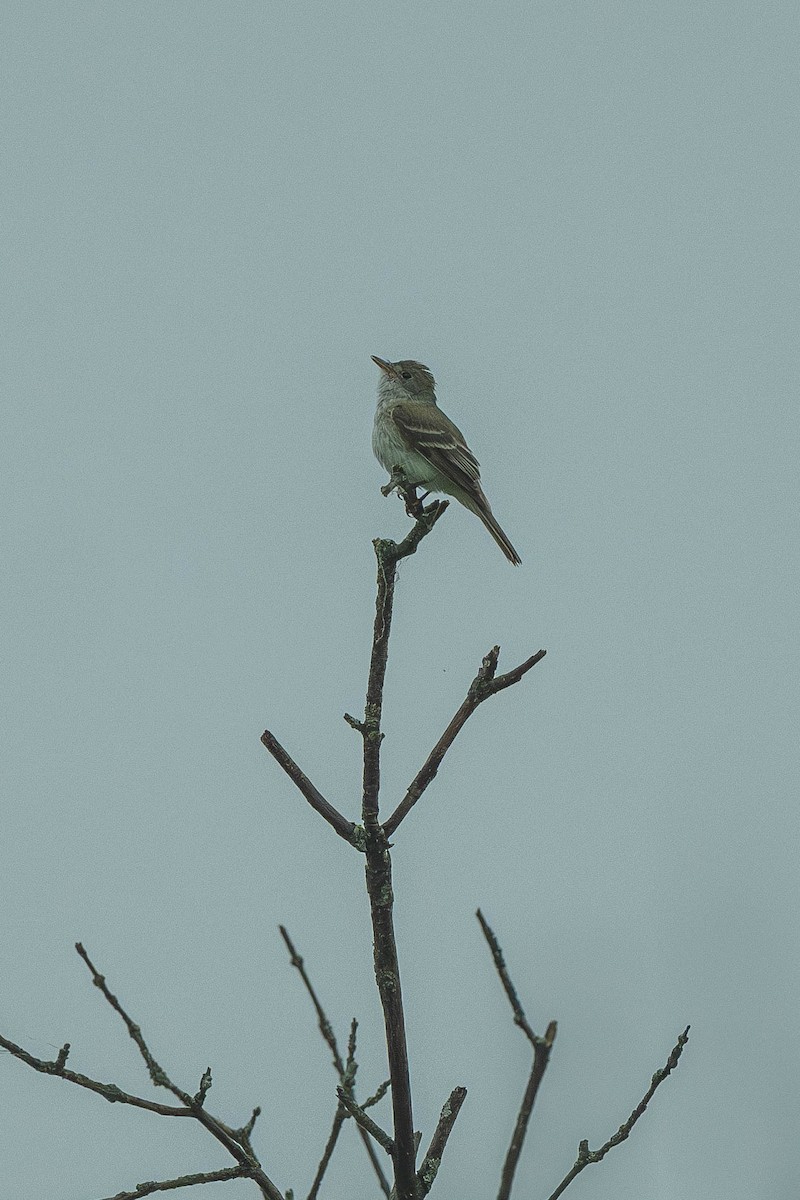 Willow Flycatcher - ML646200269