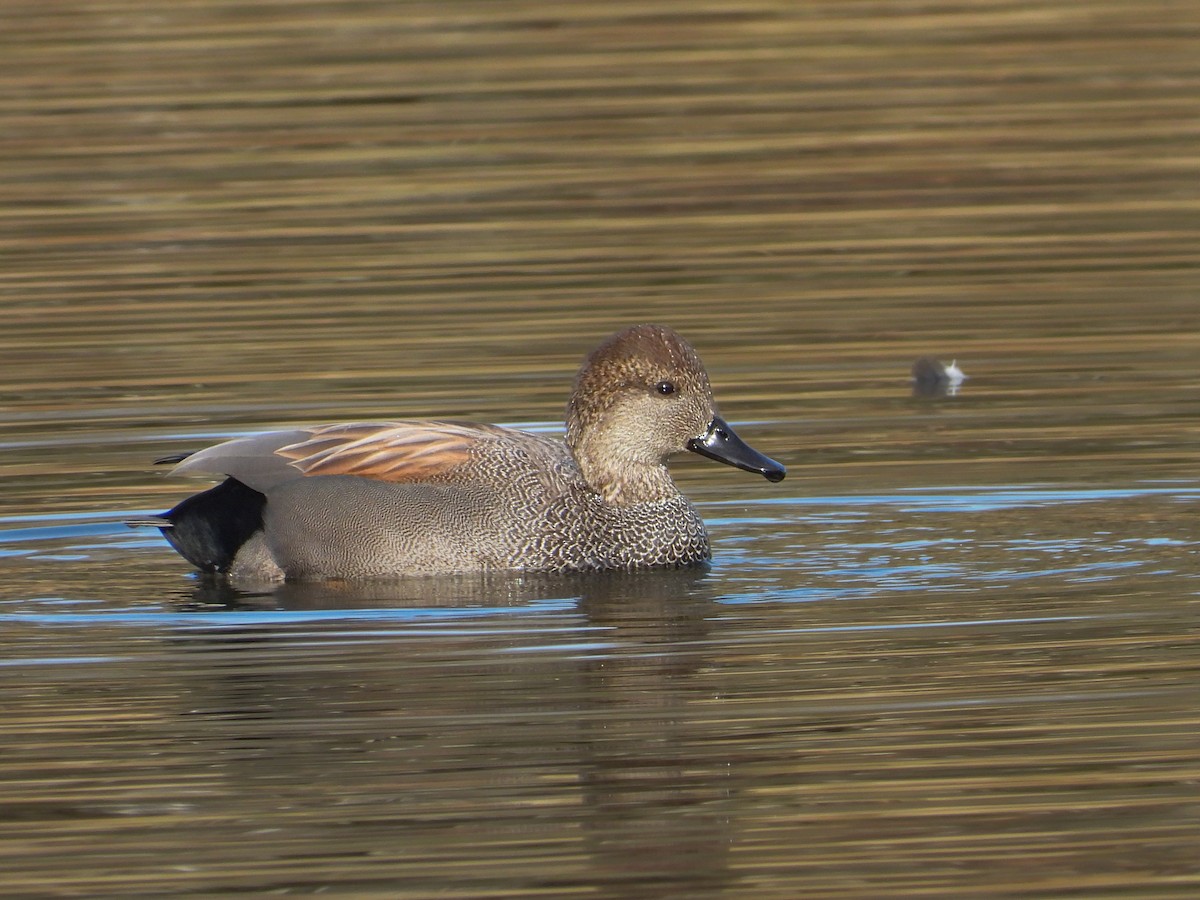 Ipar-ahatea - ML646200271