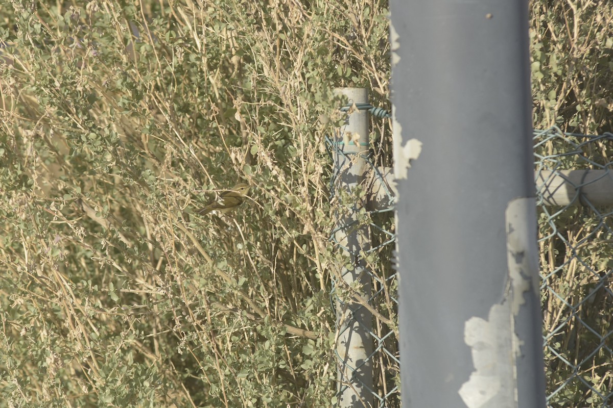 Common Chiffchaff - ML646200273