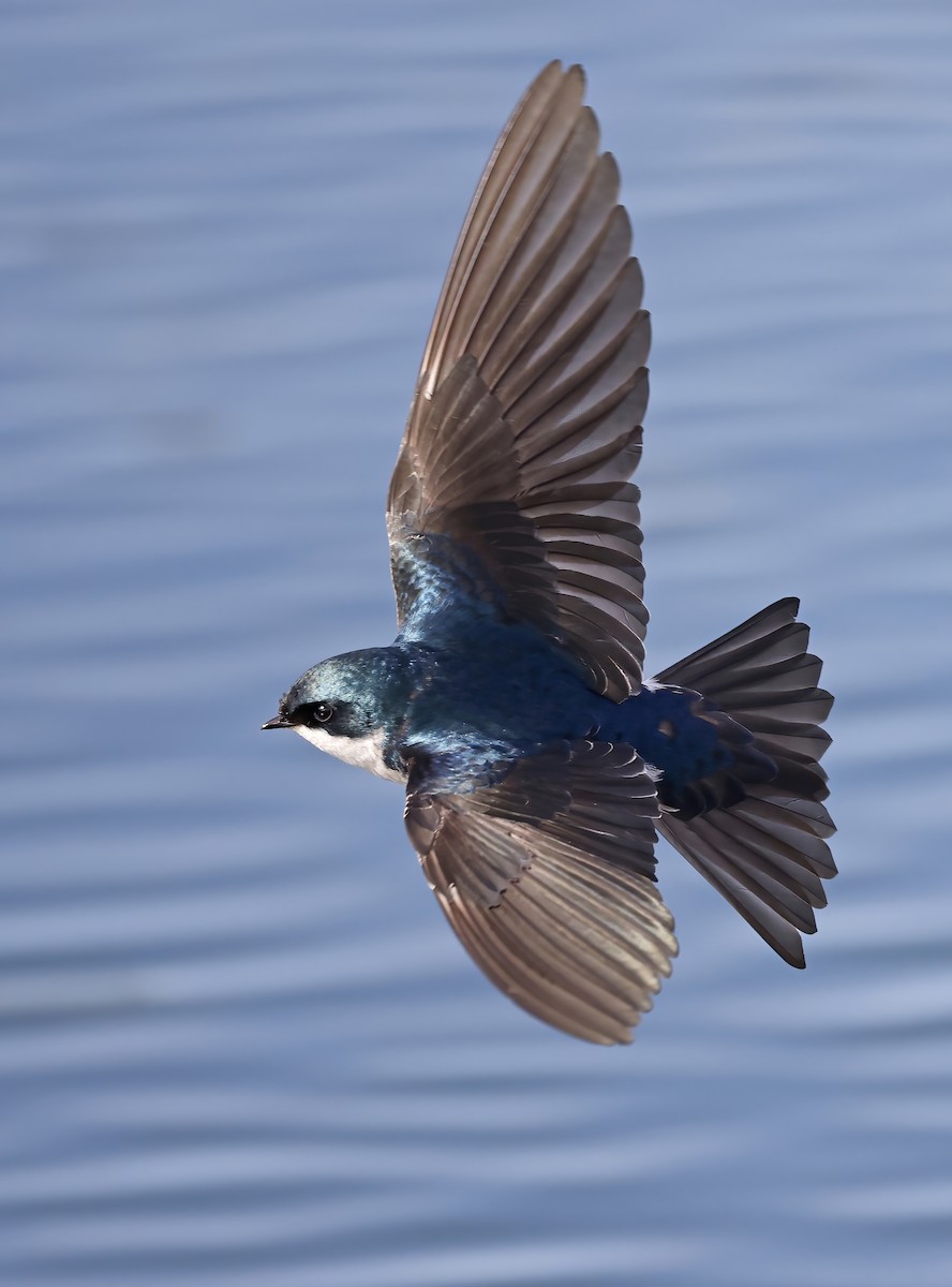 Tree Swallow - ML646200277