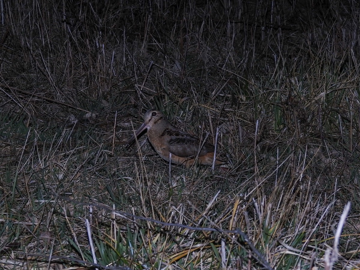 American Woodcock - ML646200278