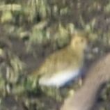 Сивка звичайна - ML646200279