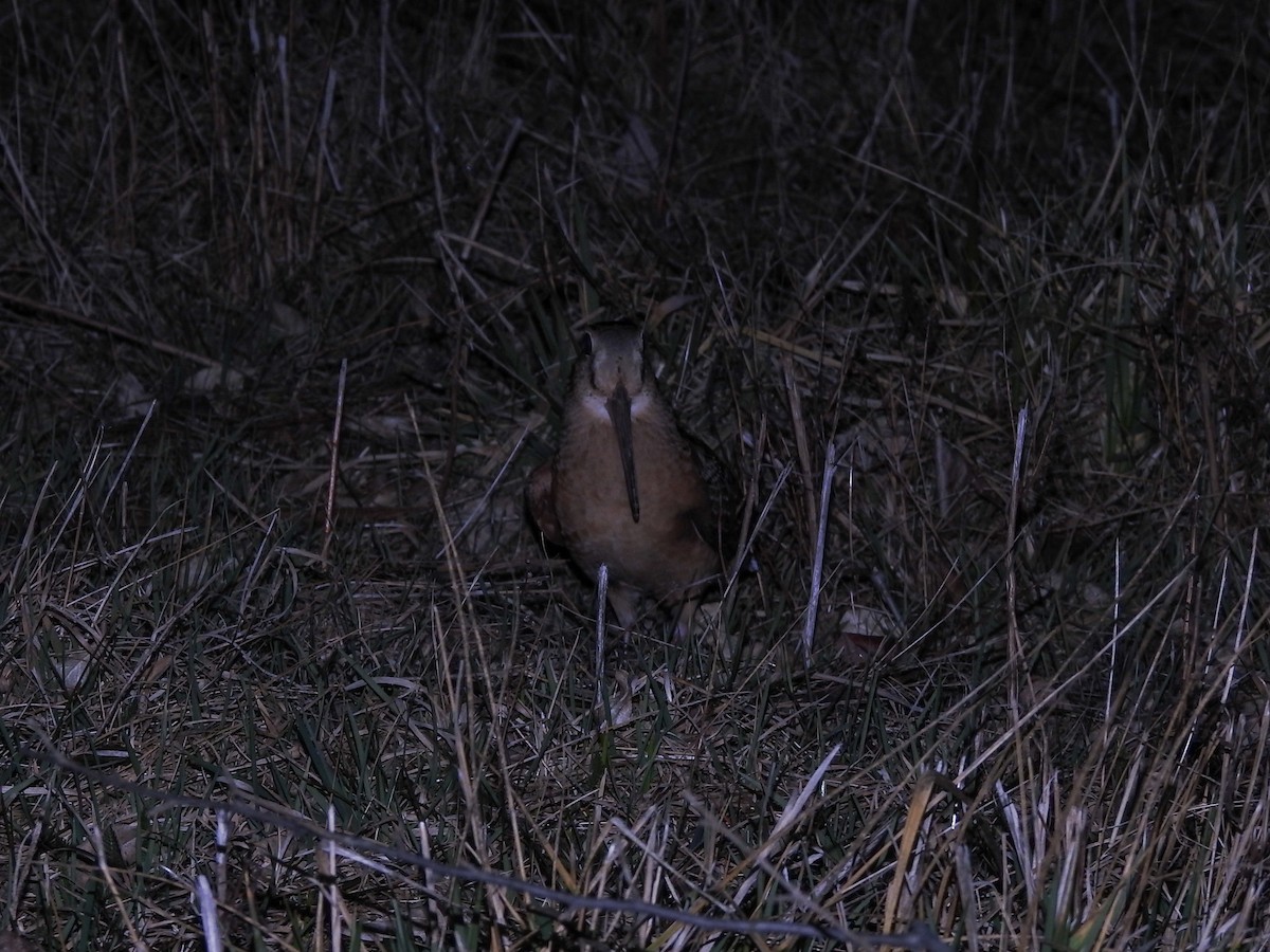 American Woodcock - ML646200280