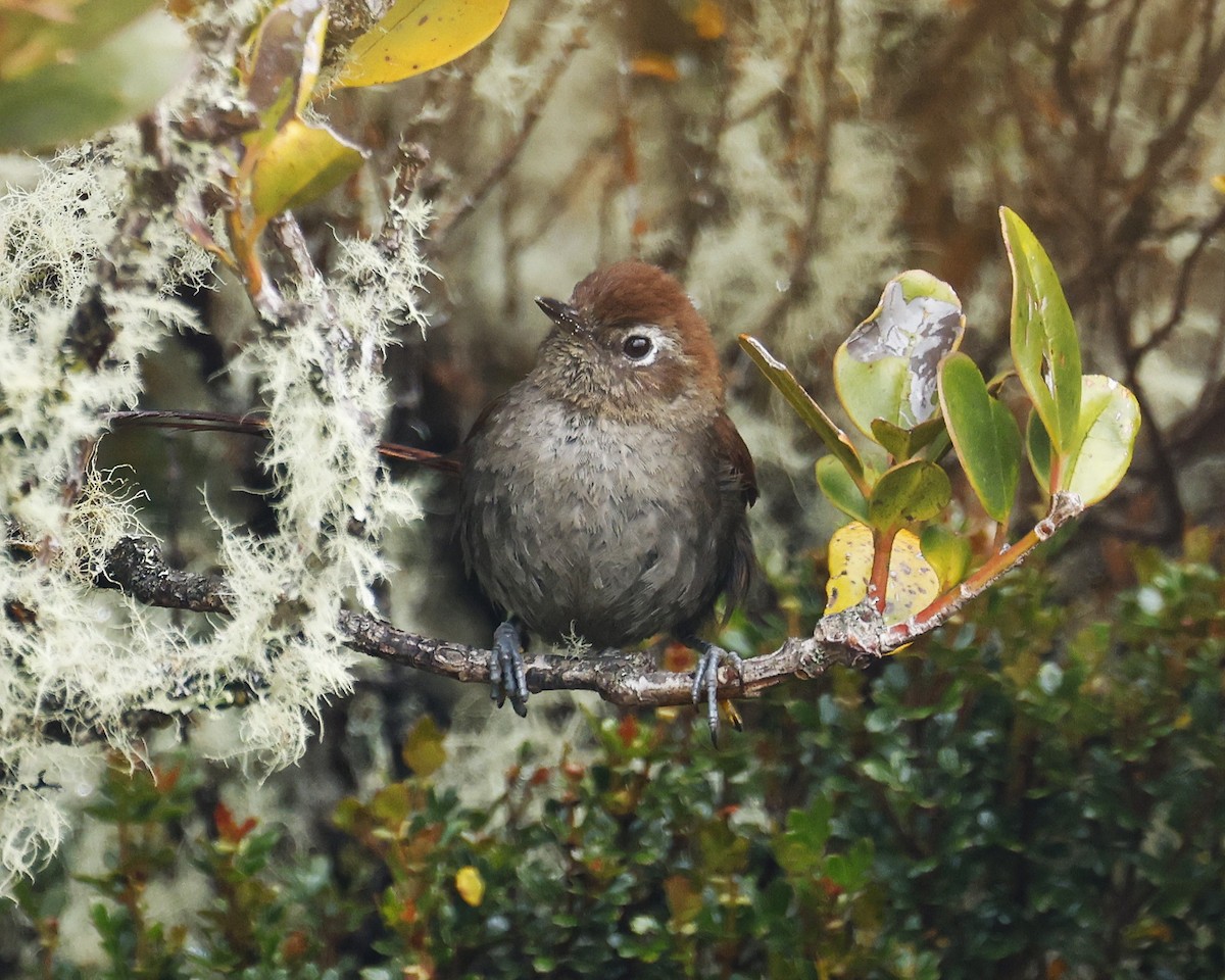 White-chinned Thistletail - ML646200287